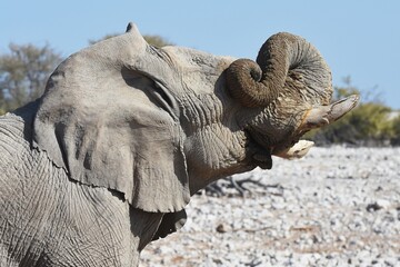  Afrikanischer Elefant (loxodonta africana) am Wasserloch von Okaukuejo im Etoscha Nationalpark in Namibia. 