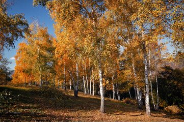 Autumn trees in October Forest