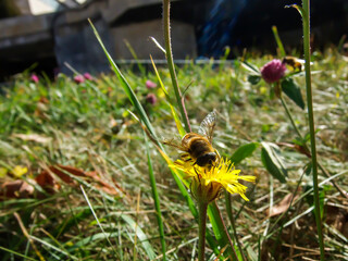 A very beautiful bee, drinking nectar from yellow flower.
