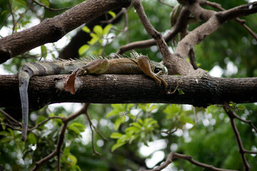 Fototapeta premium Iguana the iguana park of Guayaquil - Ecuador 1