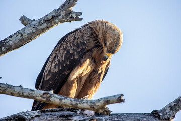 A brown snake eagle is perched on a thick tree branch and is looking downwards.