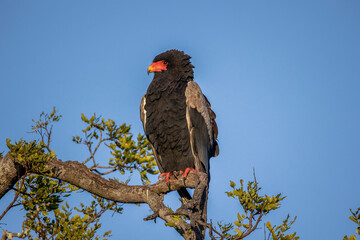 An African Bateleur Eagle sitting on a tree branch against a clear blue sky.