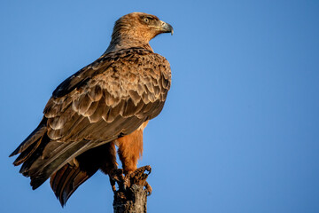 A Brown Snake-Eagle perched on a tree branch against a dazzling blue sky.