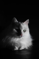 White cat on a black background