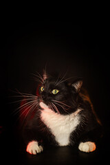 Portrait of a black and white cat on a black background