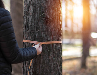 Deforestation and forest valuation. Measuring the circumference of a pine tree with a ruler tape