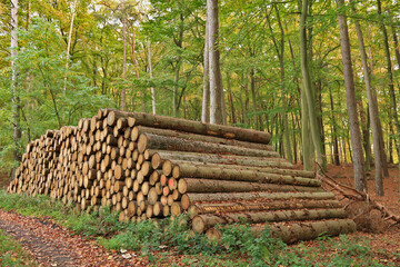 Holzpolter am Walweg im Herbst