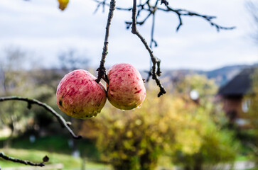 A red apple with raindrops on a branch against the background of a rural landscape. .