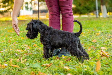 A black shaggy dog breed giant schnauzer in the park looks at the owner's hand during training