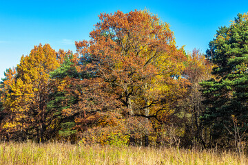 Autumn landscape with trees covered with bright yellow foliage