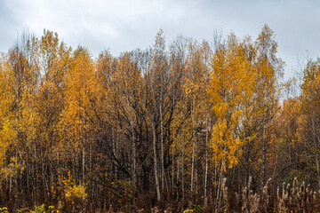 Fototapeta premium Birch grove with bright yellow, withering foliage in the autumn forest