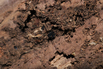 black eupnoi spider macro photo