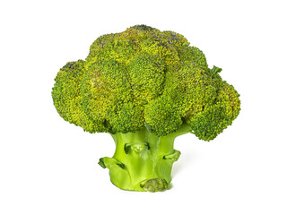 Broccoli cabbage inflorescence on a white background