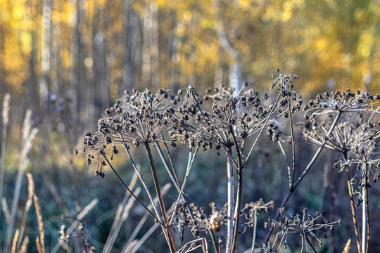 Dried bushes of the umbrella plant Heracl&eacute;um Sosnovsky