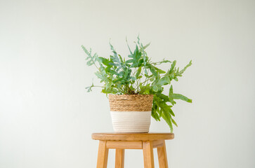 Houseplant phlebodium in a large wicker pot standing on a wooden stool on a white background, with copyspace