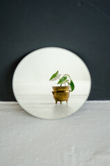 Small young houseplant in a copper pot stands in front of a round mirror on a black and white background