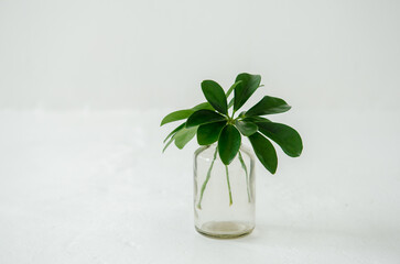Leaves of a freshly cut house plant Schefflera stand in a transparent jar on a white background