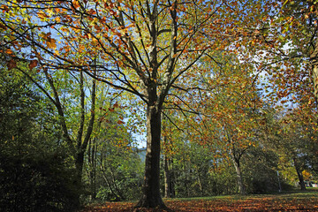Fototapeta premium Baum im Herbst