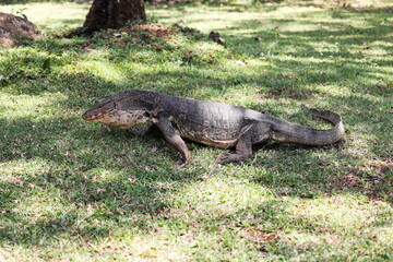 Komodo dragon on green grass field. Outdoor Komodo dragon in sunlight (Varanus salvator) or common water monitor, large varanid lizard native to South and Southeast Asia. selective focus