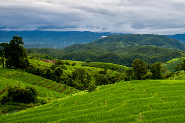 Fototapeta na wymiar The scenery and beauty of the green meadows on the mountains with large trees and mountains as a background with cloud on the sky on a rainy day.
