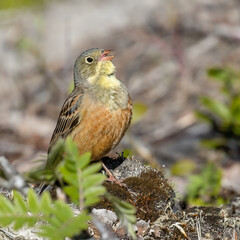 Ortolan Bunting