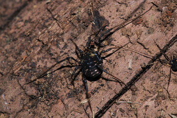 black eupnoi spider macro photo