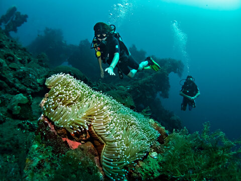 Woman diver at colorful coral reef. Amazing underwater life , corals and fishes in Bali, Indonesia