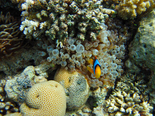 Amphiprion bicinctus or Red Sea clownfish hiding in a coral reef anemone, Sharm El Sheikh, Egypt