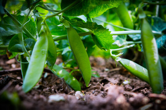 Pied de petits pois dans le jardin potager