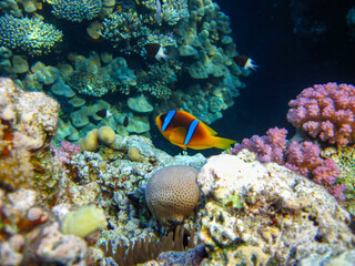 Naklejka na ściany i meble Amphiprion bicinctus or Red Sea clownfish hiding in a coral reef anemone, Sharm El Sheikh, Egypt