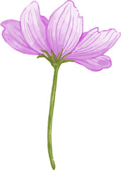 purple pink cosmos flower isolated 