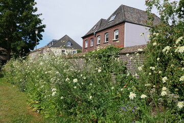 Fototapeta na wymiar Blumen an Stadtmauer in Xanten