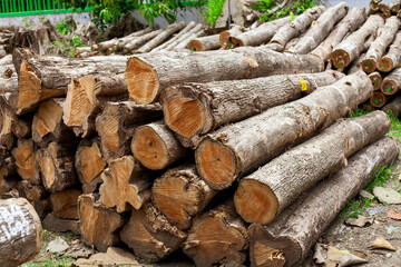 Teak wood industry