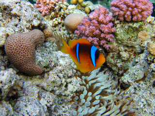 Naklejka na ściany i meble Amphiprion bicinctus or Red Sea clownfish hiding in a coral reef anemone, Sharm El Sheikh, Egypt