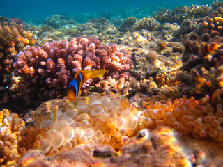 Plakat Amphiprion bicinctus or Red Sea clownfish hiding in a coral reef anemone, Sharm El Sheikh, Egypt