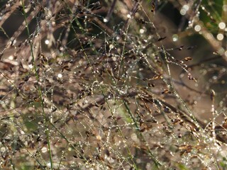 herbes enchevêtrées couvertes de rosée