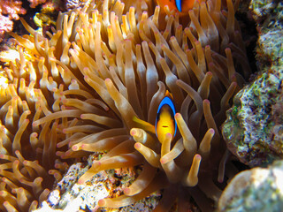 Amphiprion bicinctus or Red Sea clownfish hiding in a coral reef anemone, Sharm El Sheikh, Egypt