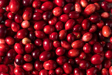 Raw Red Organic Fresh Cranberries