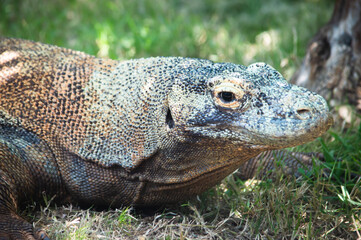 side view of komodo dragon head on grass