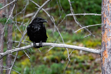 common raven