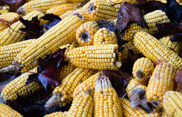 Fototapeta na wymiar Pile of yellow corn on the cob with leaves on top