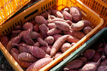 Purple sweet potato in plastic box at farmer market