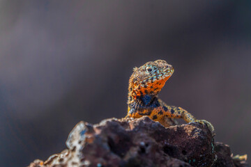 Lava Lizard of the Galapagos Islands