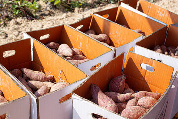 Purple sweet potato in plastic box at farmer market