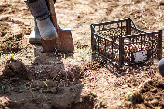 Farmer Man Boot On Spade Prepare For Digging. Box Of Potatoes For Planting. Sprouted Potatoe With Eyes, Eyehole, Bud Appeared. Chitting Solanum Tuberosum, Encouraging Seed To Sprout Before Planting