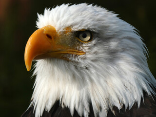 Adler