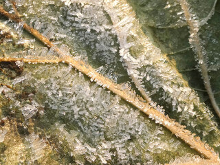 Gefrorenes Blatt