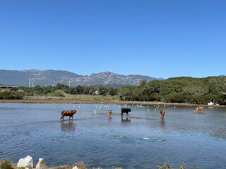 Bord de mer Corse du sud