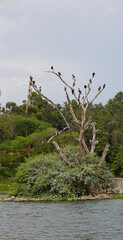 Toter Baum mit Vogelschar