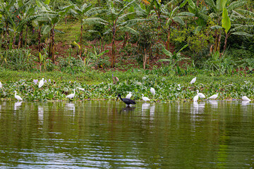 Wasserv&ouml;gel auf Nahrungssuche